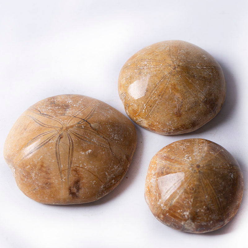 Madagascar starfish aster fossilized shell