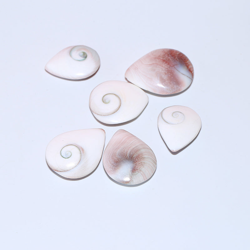 1pcs Housing fossil droplet fossil sun shellfish