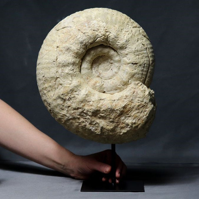 Fossils   工艺品化石