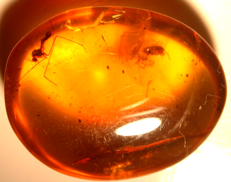 Beautiful Spider with Fly in Burmite Burmese Amber Fossil Gemstone Dinosaur Age