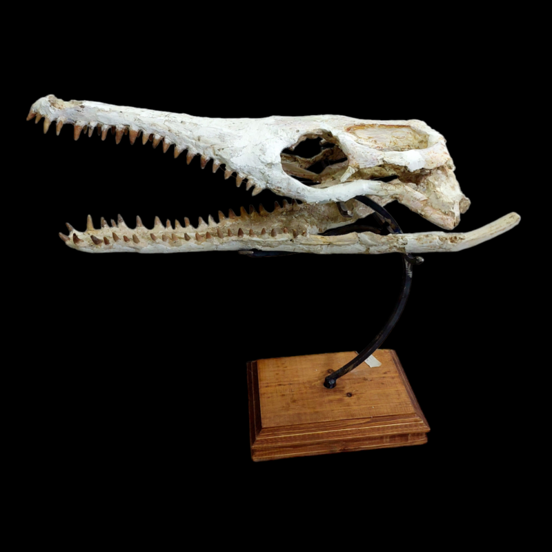 DYROSAURUS PHOSPHATICUS  Crocodile Skull Fossil   58 cm - Morocco
