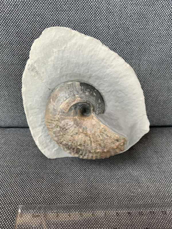 Green Ammonite Nodule Liparococeras (Bechieceras) Dorset Rare Jurassic Fossil