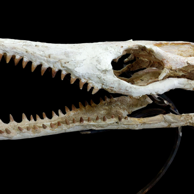 DYROSAURUS PHOSPHATICUS  Crocodile Skull Fossil   58 cm - Morocco