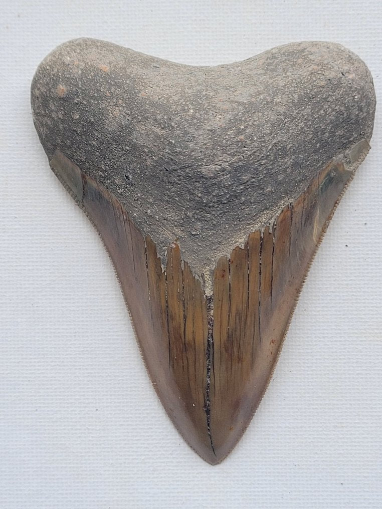 Megalodon - Fossil tooth