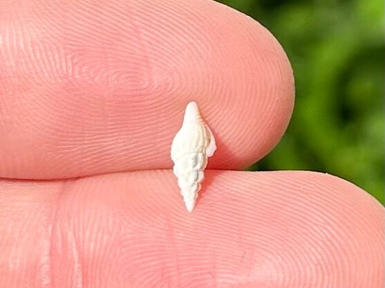 Costa Rica Fossil Gastropod Glyphostoma sp. Miocene Age Shell