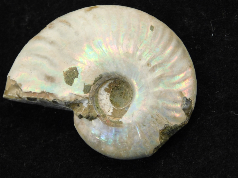Iridescent Ammonite Fossil 100% Natural Madagascar! 13.1gr