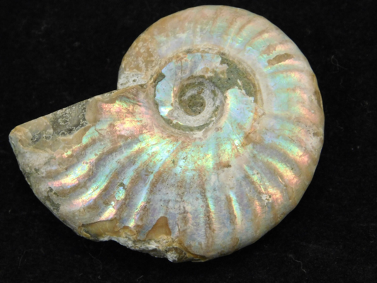 Iridescent Ammonite Fossil 100% Natural Madagascar! 17.1gr