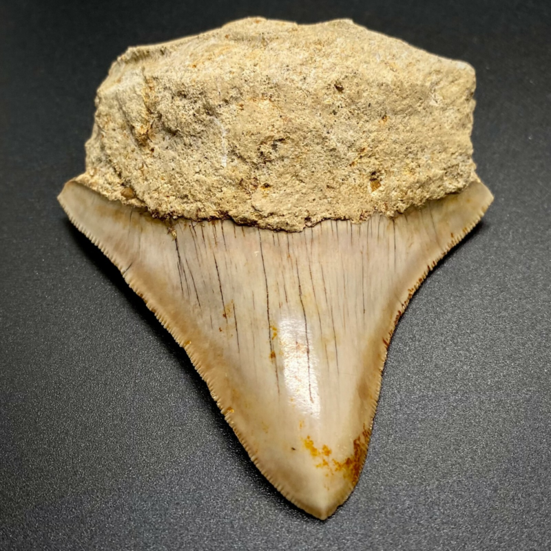 3.70" Sharply Serrated Fossil MEGALODON Shark Tooth