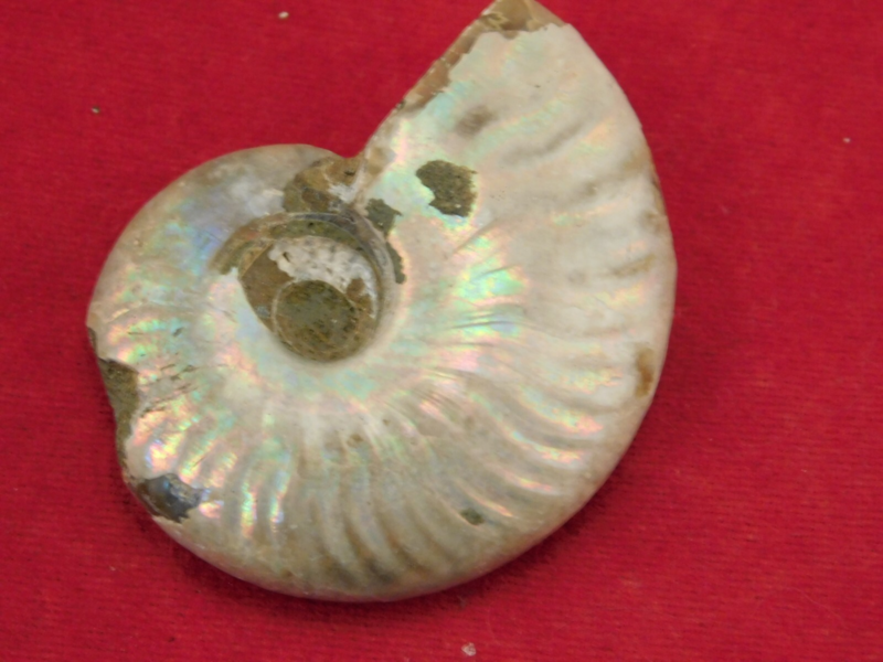 Iridescent Ammonite Fossil 100% Natural Madagascar! 13.1gr