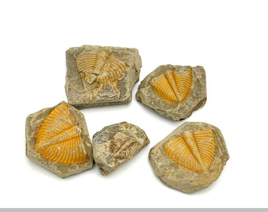 100% Natural Trilobite Tail Fossil Ancient fossils Teaching Specimens Collection