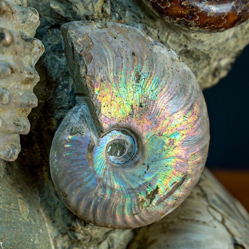Cretaceous ammonites: Cleoniceras. Calcite and aragonite- 10000 g