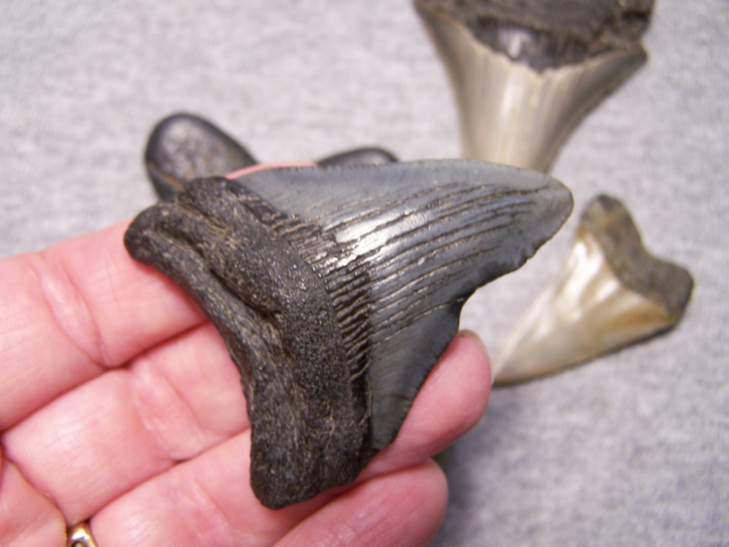 MEGALODON SHARK TEETH MAKO MIX FOSSIL 6 LOT COLORS SHARKS TOOTH~COLLECTOR