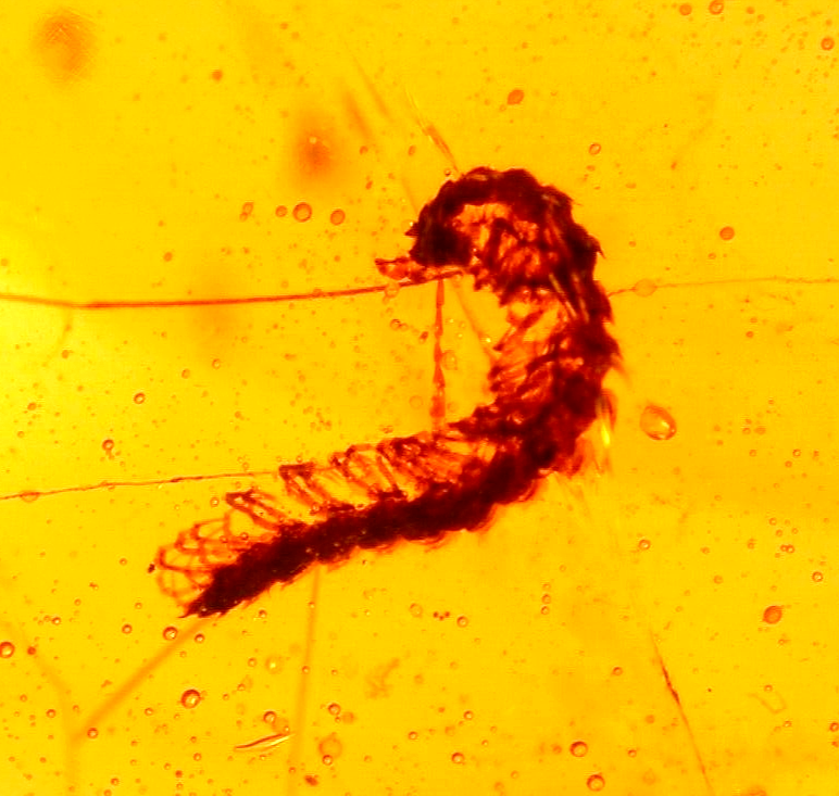 Beautiful Curled Millipede with Flies in Burmite Amber Fossil from Dinosaur Age