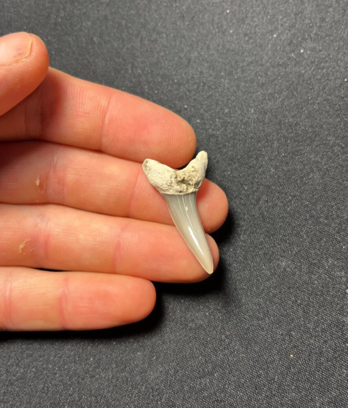 Fossil Desori Mako Shark Tooth