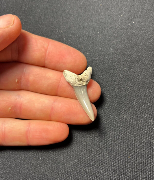 Fossil Desori Mako Shark Tooth