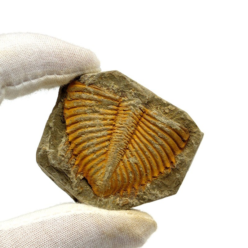100% Natural Trilobite Tail Fossil Ancient fossils Teaching Specimens Collection