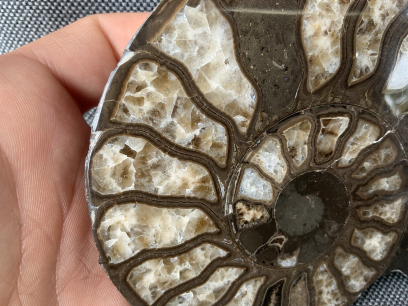 Harpoceras sp Ammonite Polished Pair, Rare Calcite Fossil Whitby, England, UK.