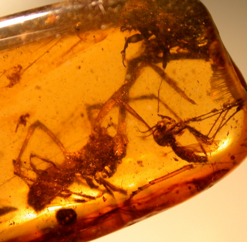 Large Spider Attacking Fly with Webbing in Burmite Amber Fossil Dinosaur Age