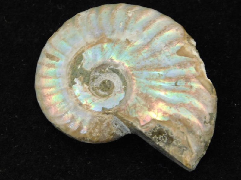 Iridescent Ammonite Fossil 100% Natural Madagascar! 17.1gr