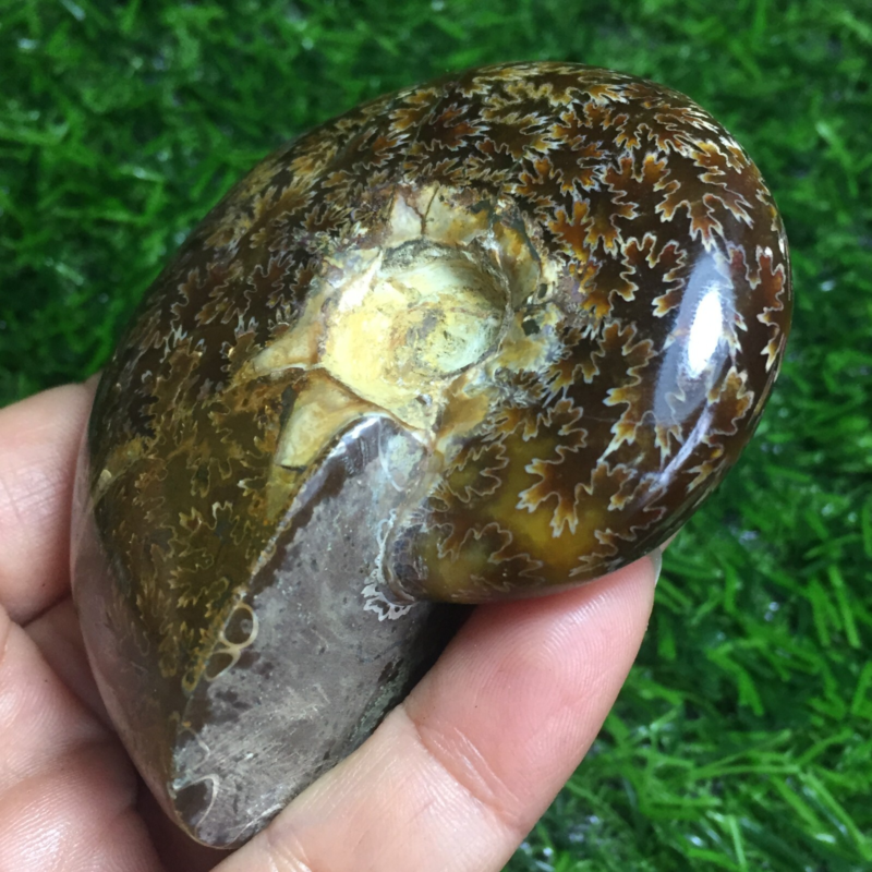 154g   Natural conch Ammonite fossil specimens of Madagascar 968
