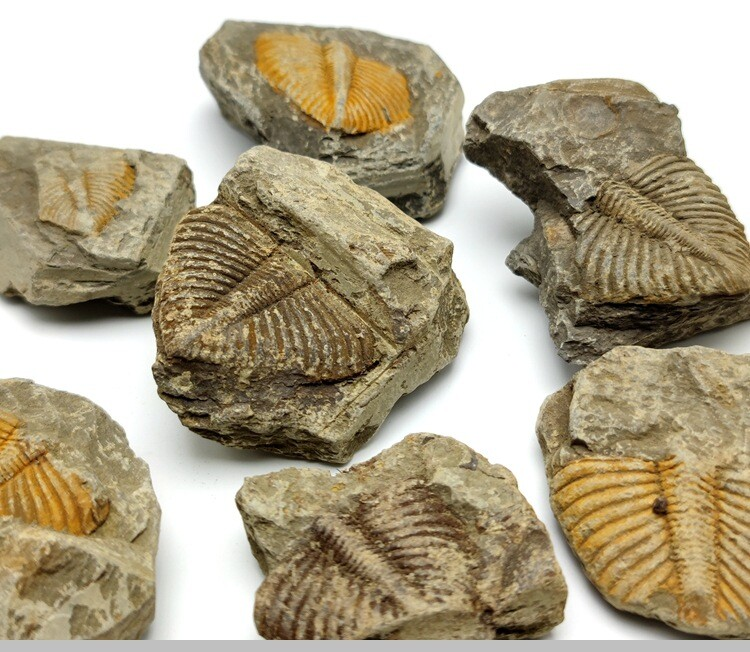 100% Natural Trilobite Tail Fossil Ancient fossils Teaching Specimens Collection