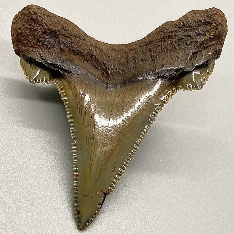 High Quality 1.77" Serrated Fossil AURICULATUS Shark Tooth - Eocene, NC