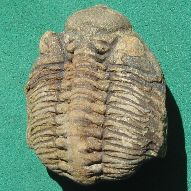 Trilobite Fossil Eldredgeia venustus Bolivia Devonian
