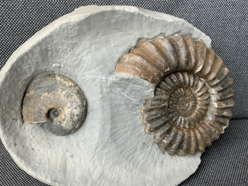 Double Ammonite Androgynoceras Tragophylloceras Charmouth Dorset Jurassic Fossil