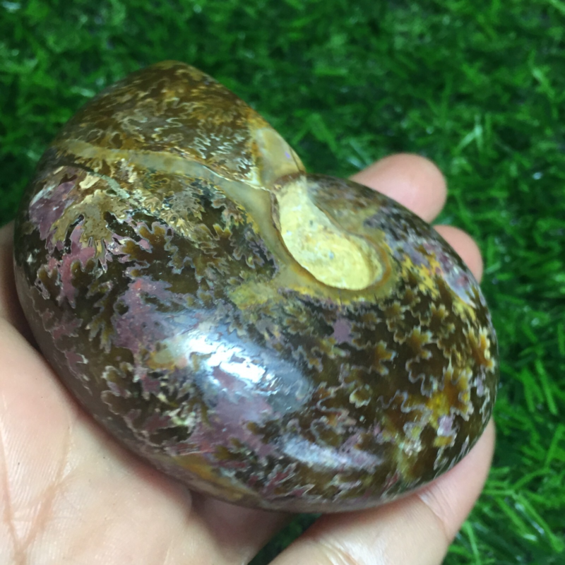 154g   Natural conch Ammonite fossil specimens of Madagascar 968
