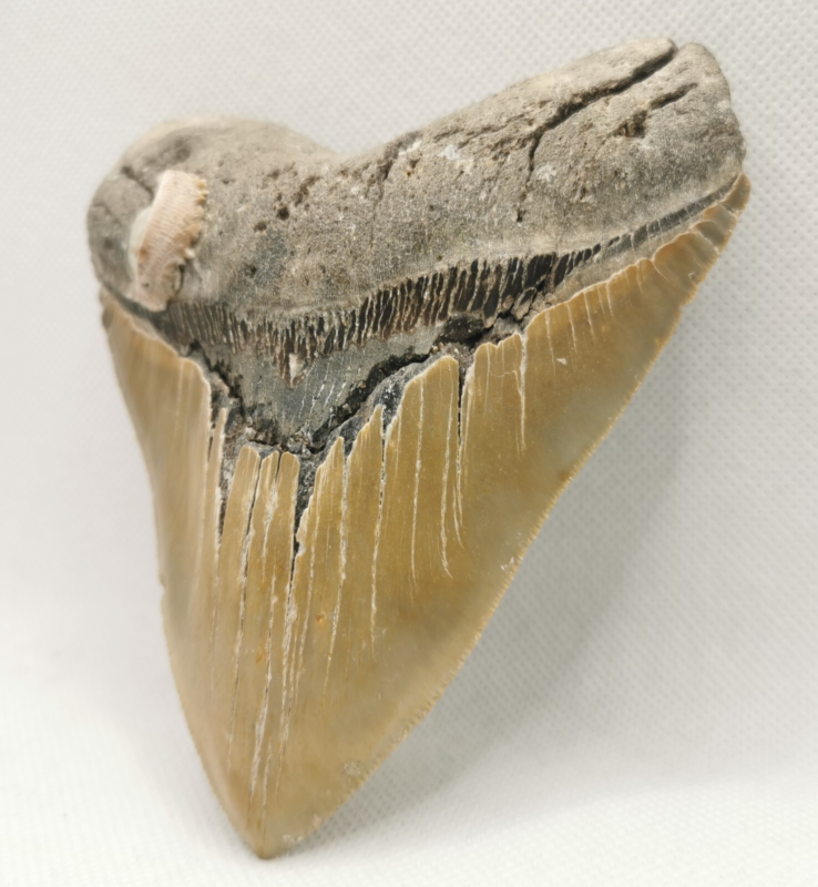 Großer und schöner Megalodon Haizahn mit Muschel ! Hai Zahn Fossil USA