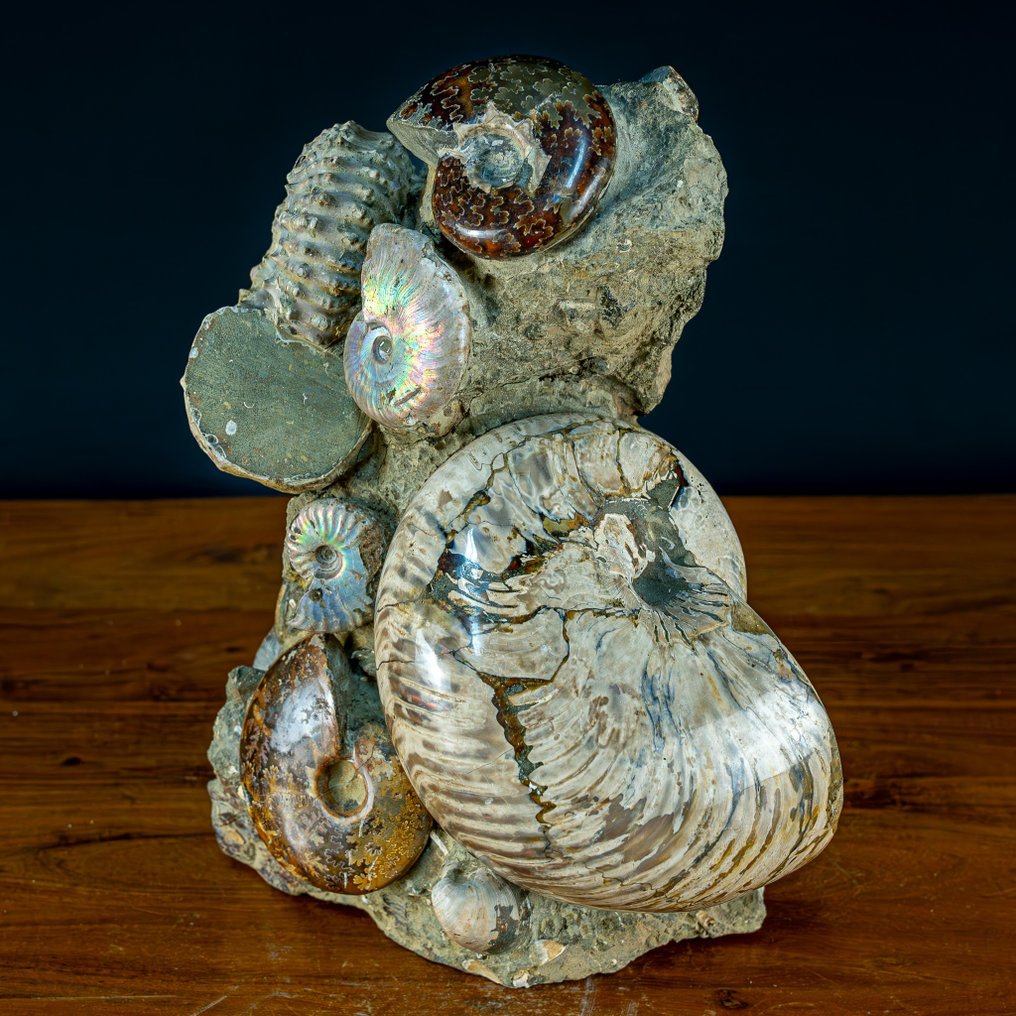 Cretaceous ammonites: Cleoniceras. Calcite and aragonite- 10000 g