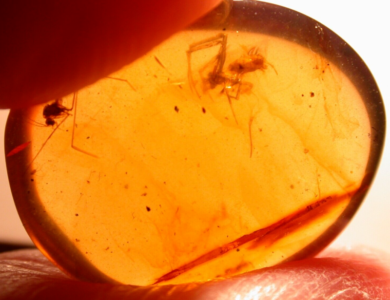 Beautiful Spider with Fly in Burmite Burmese Amber Fossil Gemstone Dinosaur Age