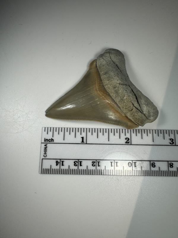 2.5 In Colorful Aurora Lee Creek Chubutensis Shark tooth Fossil Chub NC