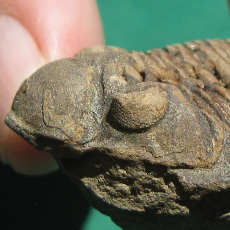 Trilobite Fossil Eldredgeia venustus Bolivia Devonian