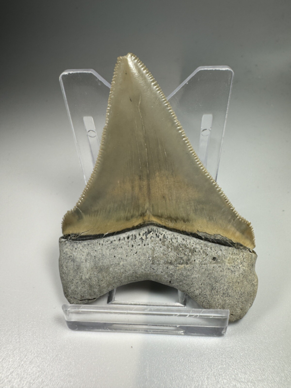 2.5 In Colorful Aurora Lee Creek Chubutensis Shark tooth Fossil Chub NC