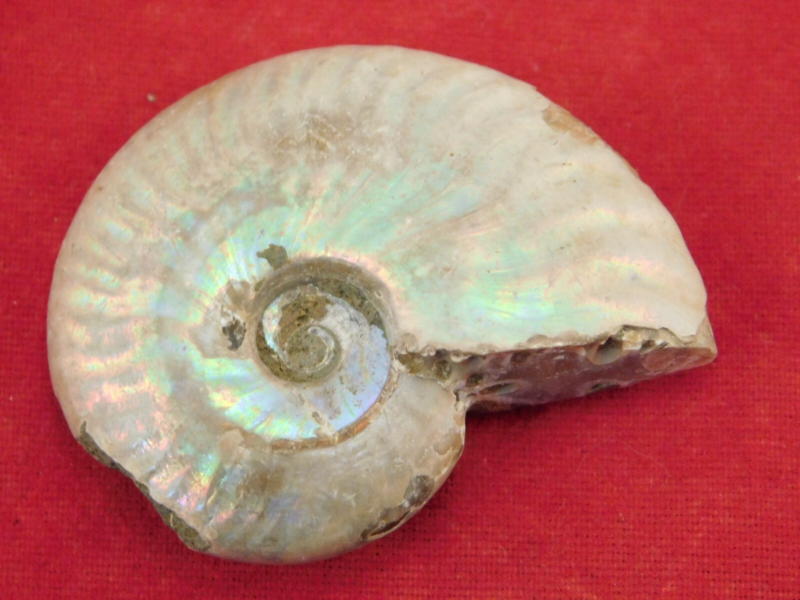 Iridescent Ammonite Fossil 100% Natural Madagascar! 13.1gr