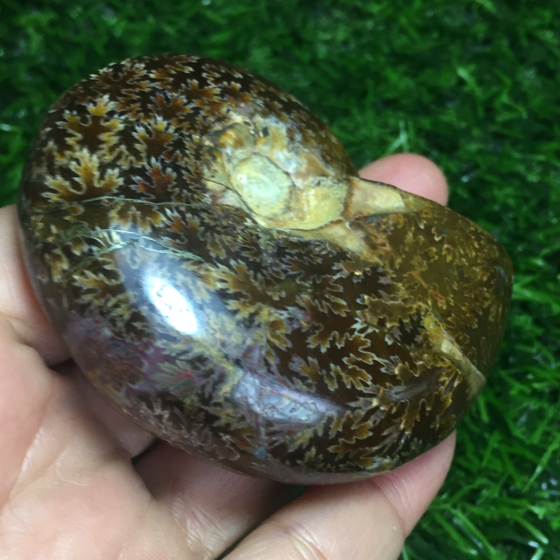 154g   Natural conch Ammonite fossil specimens of Madagascar 968