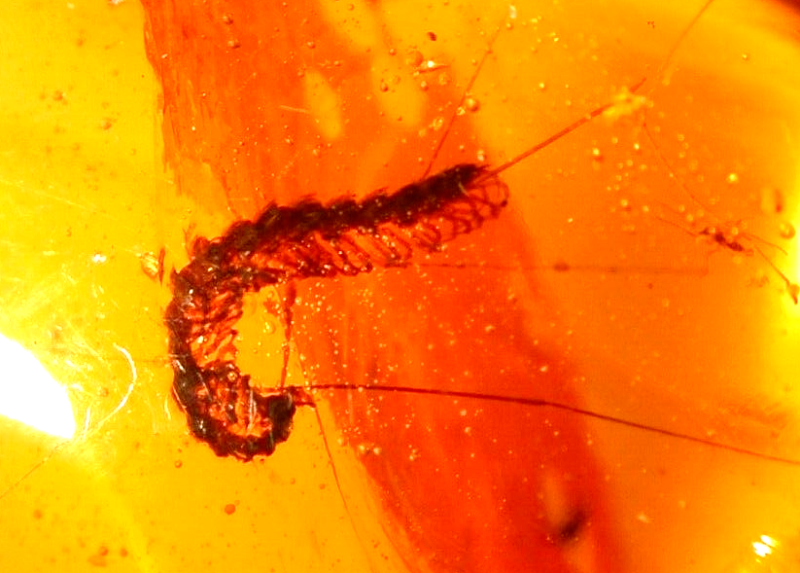 Beautiful Curled Millipede with Flies in Burmite Amber Fossil from Dinosaur Age