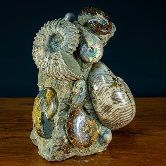 Cretaceous ammonites: Cleoniceras. Calcite and aragonite- 10000 g