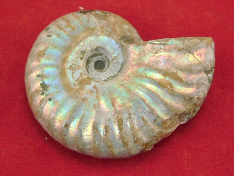 Iridescent Ammonite Fossil 100% Natural Madagascar! 17.1gr