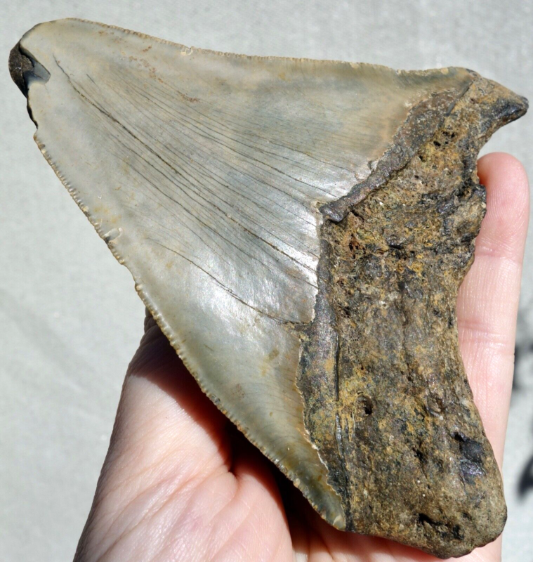 MEGALODON SHARK HUGE SERRATED TOOTH~ 4.58" ~SHARK TEETH~REAL FOSSIL~194gms!