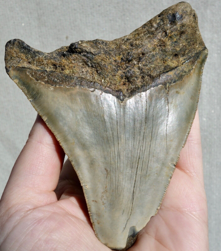 MEGALODON SHARK HUGE SERRATED TOOTH~ 4.58" ~SHARK TEETH~REAL FOSSIL~194gms!