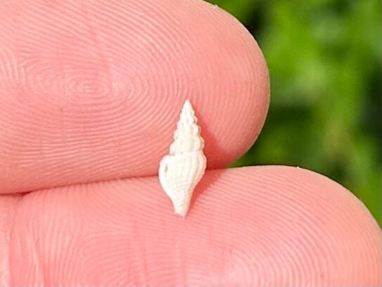 Costa Rica Fossil Gastropod Glyphostoma sp. Miocene Age Shell