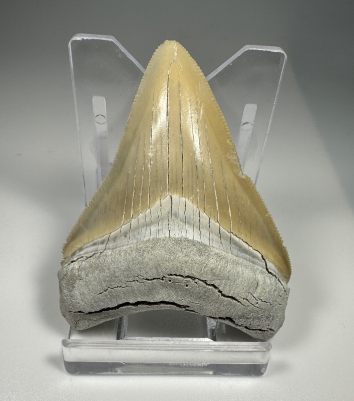 2.37 In Colorful Aurora Lee Creek Megalodon Shark tooth Fossil Chub NC Meg