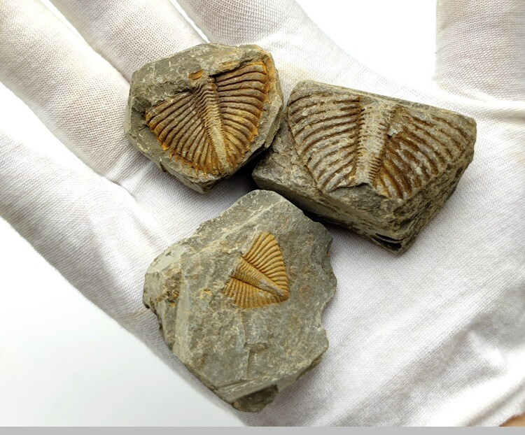 100% Natural Trilobite Tail Fossil Ancient fossils Teaching Specimens Collection