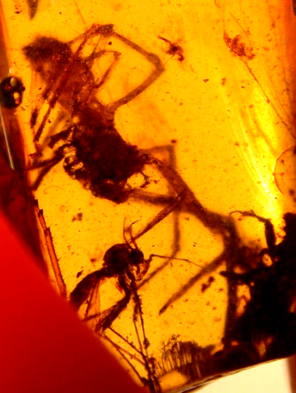 Large Spider Attacking Fly with Webbing in Burmite Amber Fossil Dinosaur Age