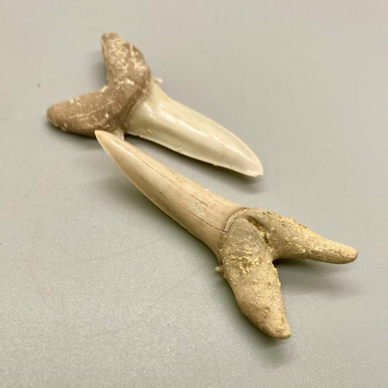 Beautiful Pair Fossil STRIATOLAMIA MACROTA - Extinct Sand Tiger - Central KZ