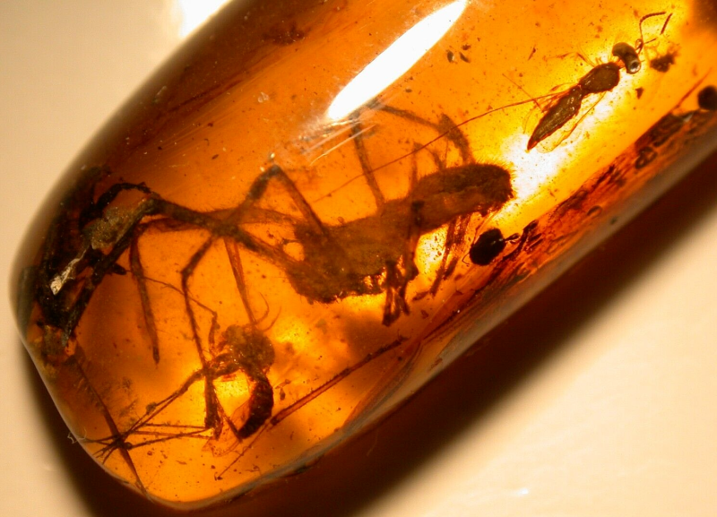 Large Spider Attacking Fly with Webbing in Burmite Amber Fossil Dinosaur Age