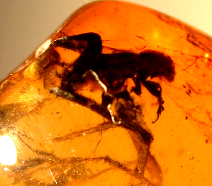 Large Spider Attacking Fly with Webbing in Burmite Amber Fossil Dinosaur Age