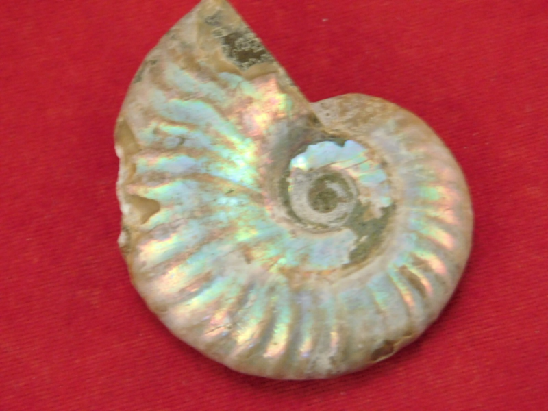 Iridescent Ammonite Fossil 100% Natural Madagascar! 17.1gr